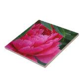 Bashful Pink Peony Tegeltje (Zijkant)
