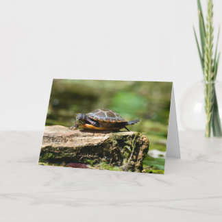 Bashful Turtle Birthday Card, 5x7 Kaart