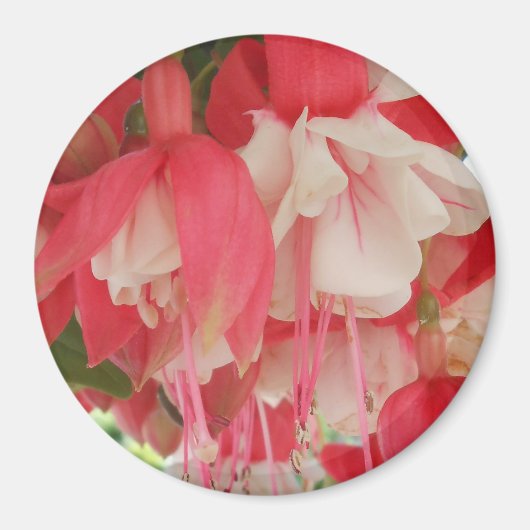 Bashkirtseff Magneet (Voorkant)