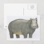 Basic Hippo Briefkaart (Voorkant / Achterkant)