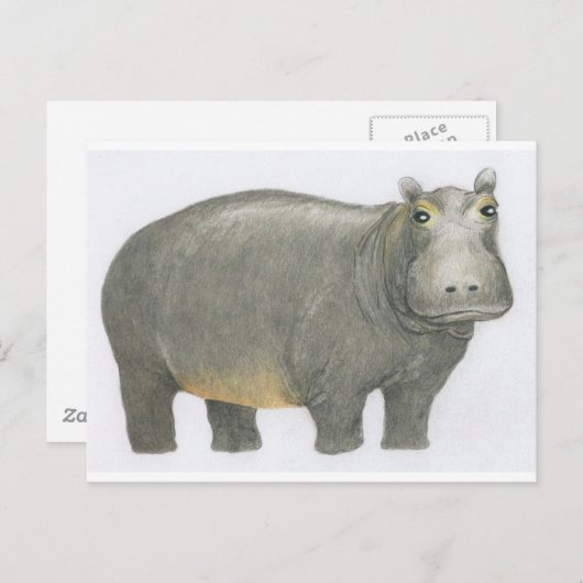 Basic Hippo Briefkaart (Voorkant / Achterkant)