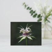 Basil Bee Balm White Bergamot Wildflower Briefkaar Briefkaart (Staand voorkant)