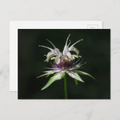 Basil Bee Balm White Bergamot Wildflower Briefkaar Briefkaart (Voorkant / Achterkant)