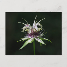 Basil Bee Balm White Bergamot Wildflower Briefkaar Briefkaart