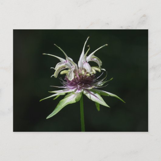 Basil Bee Balm White Bergamot Wildflower Briefkaar Briefkaart (Voorkant)