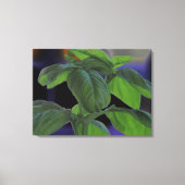 Basil Closeup, vers Canvas Afdruk (Voorkant)