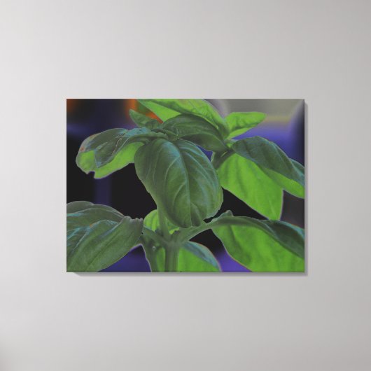 Basil Closeup, vers Canvas Afdruk (Voorkant)