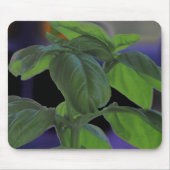 Basil Closeup, vers Muismat (Voorkant)