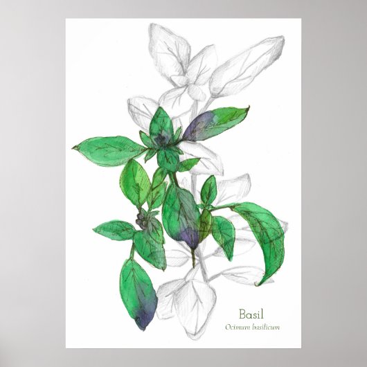 Basil Cooking Herb Botanical Art Drawing Poster (Voorkant)