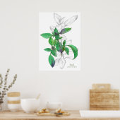 Basil Cooking Herb Botanical Art Drawing Poster (Keuken)