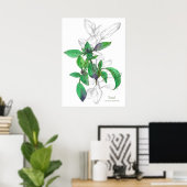 Basil Cooking Herb Botanical Art Drawing Poster (Thuiskantoor)