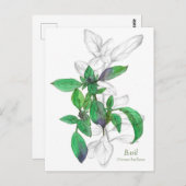 Basil Cooking Kruid Waterverf Illustratie Briefkaart (Voorkant / Achterkant)