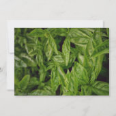Basil Fine Art Aankondiging (Voorkant)