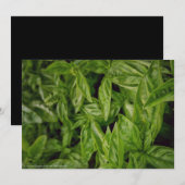 Basil Fine Art Aankondiging (Voorkant / Achterkant)