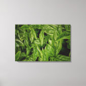 Basil Fine Art Canvas Afdruk (Voorkant)