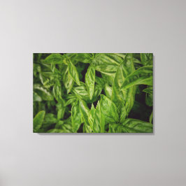 Basil Fine Art Canvas Afdruk