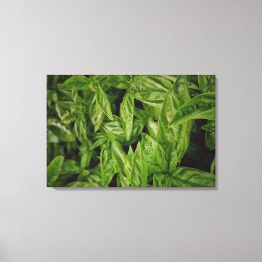 Basil Fine Art Canvas Afdruk (Voorkant)