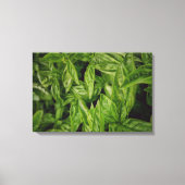 Basil Fine Art Canvas Afdruk (Voorkant)
