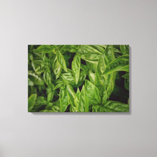 Basil Fine Art Canvas Afdruk (Voorkant)