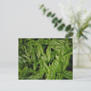Basil Fine Art Feestdagenkaart