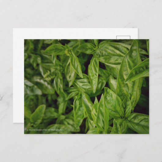 Basil Fine Art Feestdagenkaart (Voorkant / Achterkant)