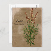  Basil Herb Briefkaart (Voorkant / Achterkant)
