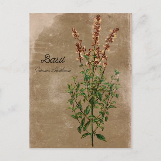  Basil Herb Briefkaart (Voorkant)