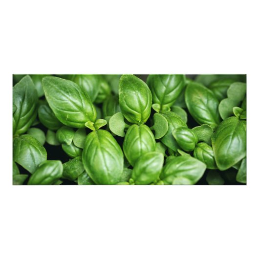 Basil Herb Foto afdrukken (Voorkant)