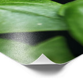 Basil Herb Foto afdrukken (Hoek)