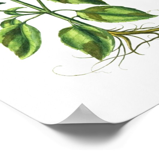 Basil Herb Kitchen Decor Wall Art Poster (Hoek)