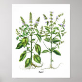 Basil Herb Kitchen Decor Wall Art Poster (Voorkant)