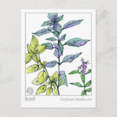 Basil Keuken Koken Medicinale Kruid Kaart (Voorkant)