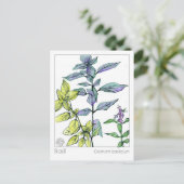 Basil Keuken Koken Medicinale Kruid Kaart (Staand voorkant)