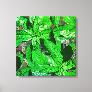 Basil laat foto kunst verpakt canvas afdruk