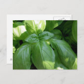 Basil Leaves Briefkaart (Voorkant / Achterkant)