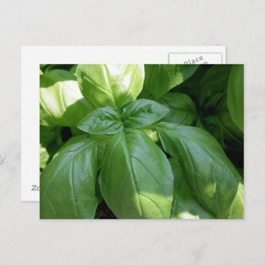 Basil Leaves Briefkaart (Voorkant / Achterkant)