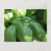 Basil Leaves Briefkaart (Voorkant)