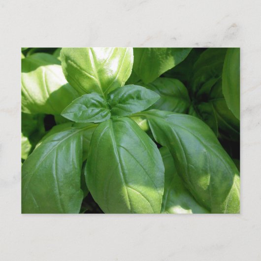 Basil Leaves Briefkaart (Voorkant)