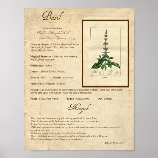 BASIL MAGICK HERB POSTER (Voorkant)