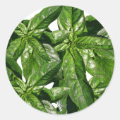 Basil Plant Foto Sticker (Voorkant)