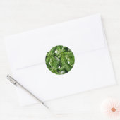 Basil Plant Foto Sticker (Envelop)
