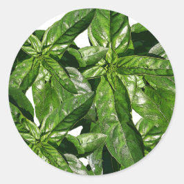 Basil Plant Foto Sticker
