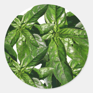 Basil Plant Foto Sticker