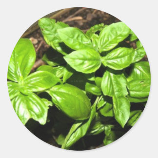 Basil Ronde Sticker