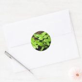 Basil Ronde Sticker (Envelop)
