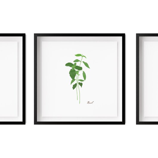 Basil Stem Illustration | Kruiden Keuken Wandkunst Poster