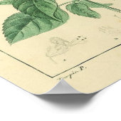 Basilicum, Basilicum Plant Print (Hoek)