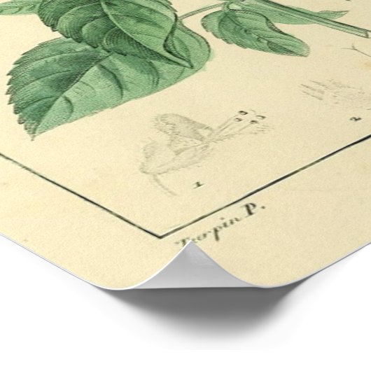 Basilicum, Basilicum Plant Print (Hoek)