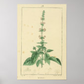 Basilicum, Basilicum Plant Print (Voorkant)