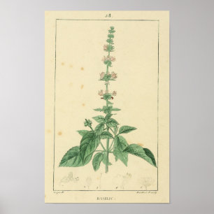 Basilicum, Basilicum Plant Print